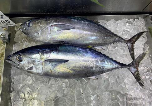会社辞めて沖縄のマグロ船乗ってみたが挫折した