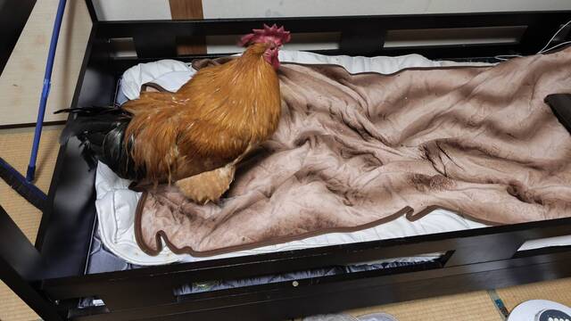 ワイ、チキンを飼う（※画像あり）