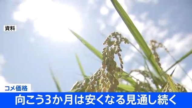 【朗報】コメ価格、向こう3か月は安くなる見通し