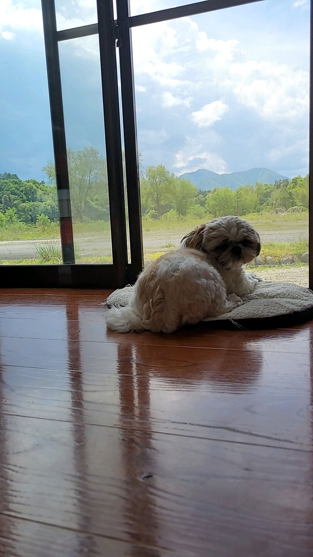 とんでもない田舎に犬と二人で暮らしてるけど質問なによ?(※画像あり)